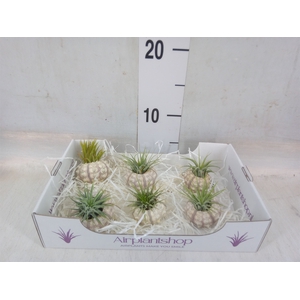 Arr.  Tillandsia L%
