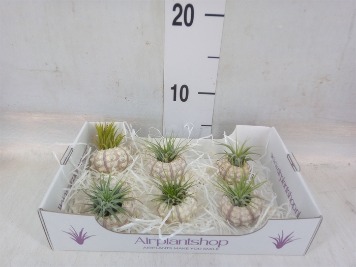<h4>Arr.  Tillandsia L%</h4>