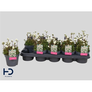 SAXIF AR MARTO WHITE