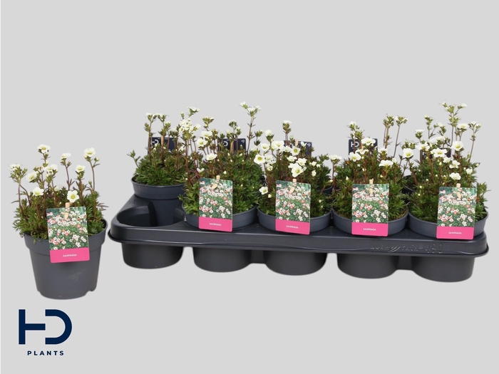 <h4>SAXIF AR MARTO WHITE</h4>