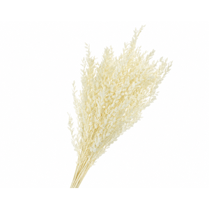 Dried Bleached Eucalyptus Parvifolia