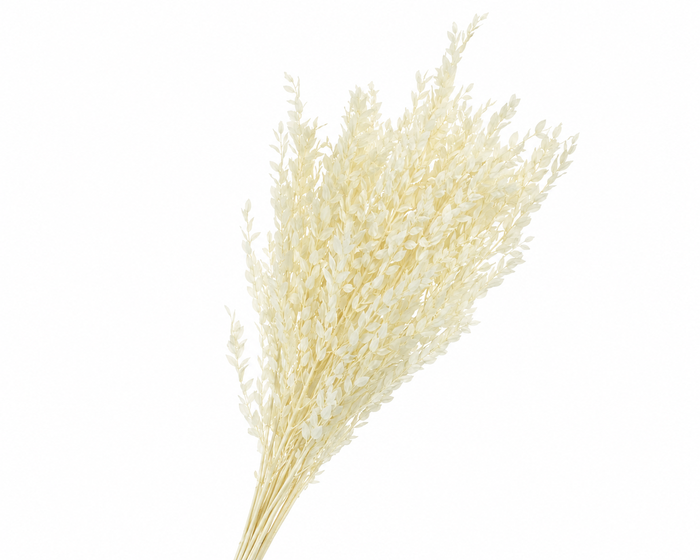 <h4>Dried Bleached Eucalyptus Parvifolia</h4>