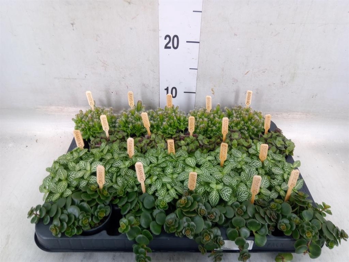 <h4>Planten  ..mix</h4>