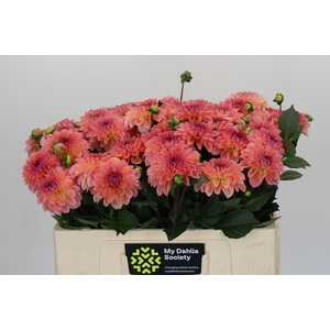Dahlia Chanel