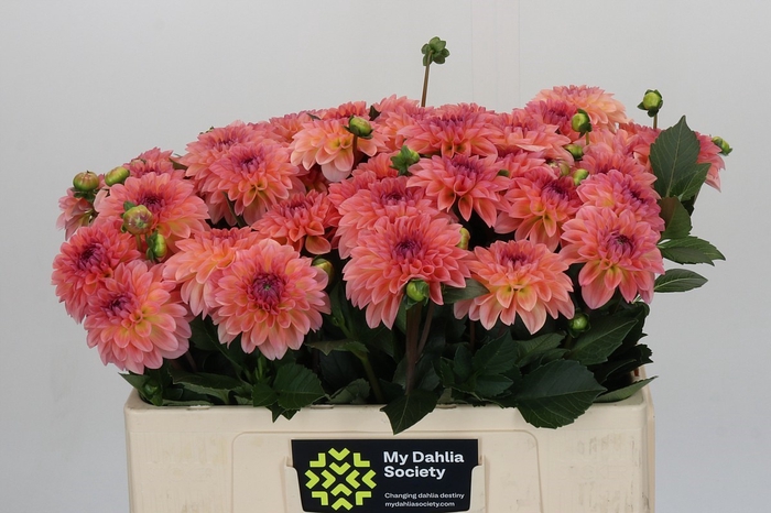 Dahlia Chanel