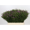 Aster Casarosa