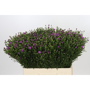 Aster Casarosa