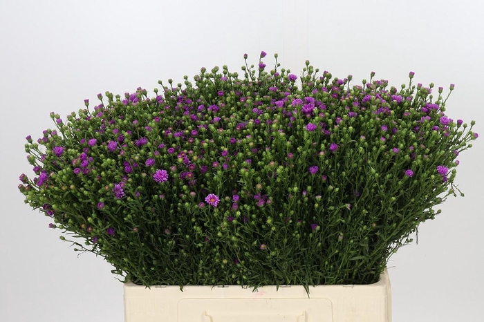 Aster Casarosa
