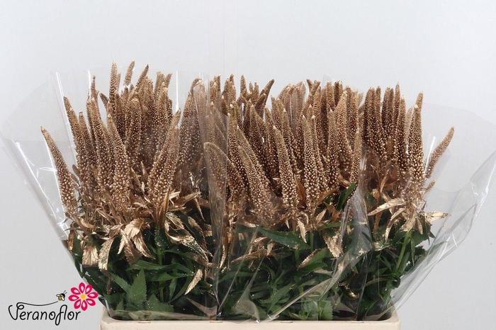 <h4>SNIJBL OV KLB H% BS</h4>