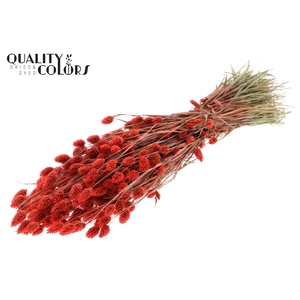 Phalaris per bunch Coral