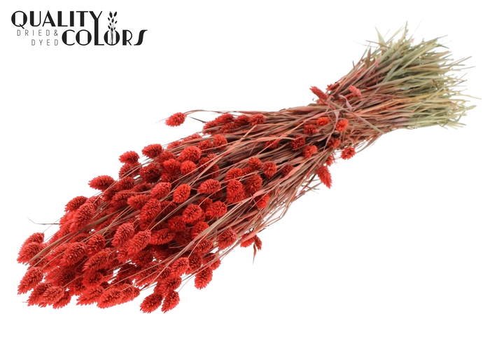 <h4>Phalaris per bunch Coral</h4>