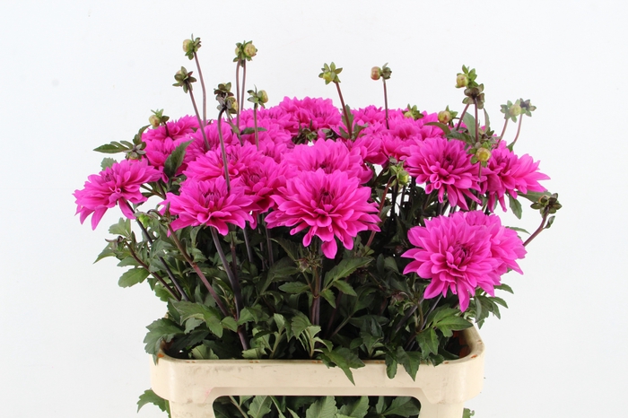 <h4>DAHL BIZON PURPLE LADY</h4>