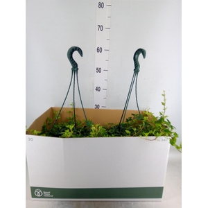 Hedera helix 'Shamrock'