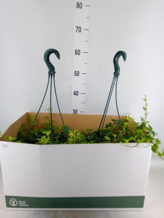 <h4>Hedera helix 'Shamrock'</h4>