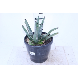 AGAVE VB3 MIN 40 CM