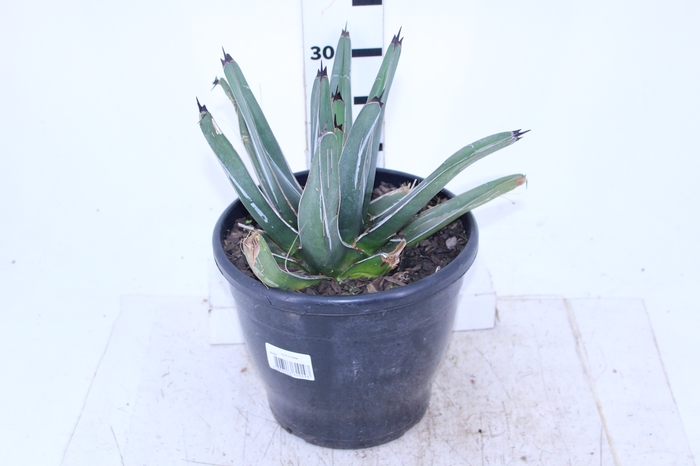 AGAVE VB3 MIN 40 CM
