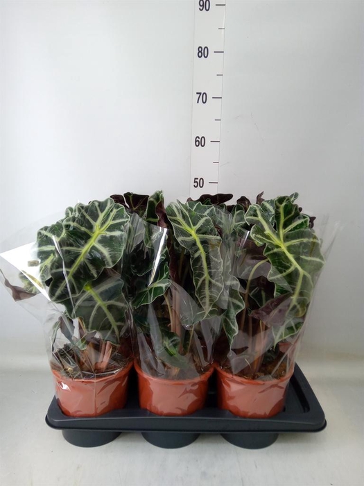 <h4>Alocasia amazonica 'Polly'</h4>
