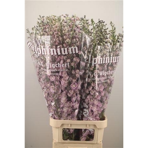 Delph El Dewi Flamingo Pink