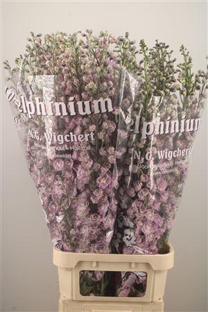 <h4>Delph El Dewi Flamingo Pink</h4>