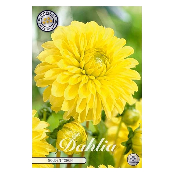 <h4>Dahlia Golden Torch x1</h4>