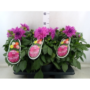 Dahlia DE 'XXL Aztec'   ...patio