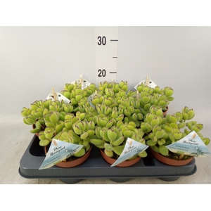 Cotyledon tome. ladys.