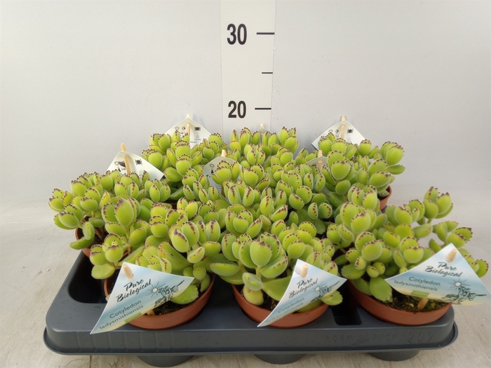 <h4>Cotyledon tome. ladys.</h4>