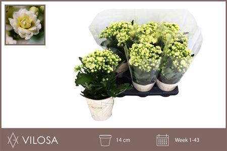 <h4>Kal Ge Sunny White</h4>