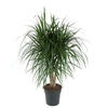 Dracaena