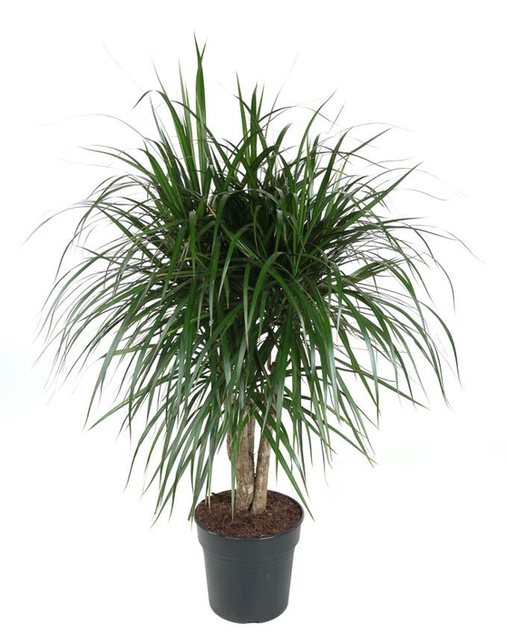 Dracaena