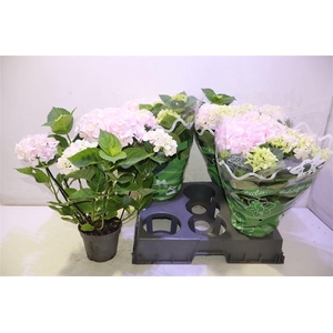 arr8 Hydr M Montreal