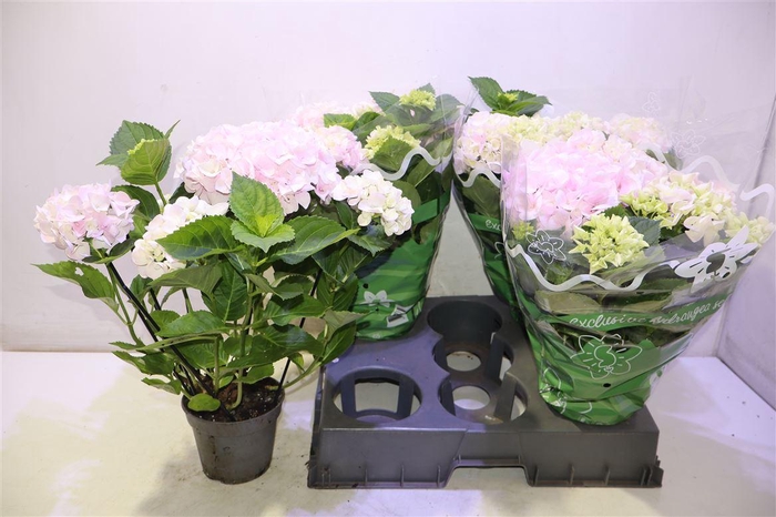 <h4>arr8 Hydr M Montreal</h4>