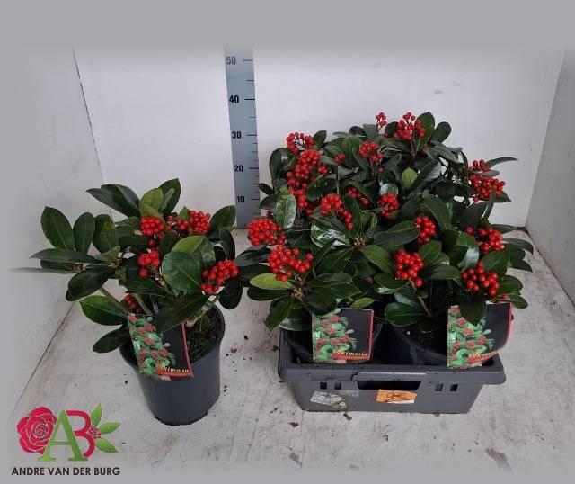 <h4>SKIM J VEITCHII</h4>