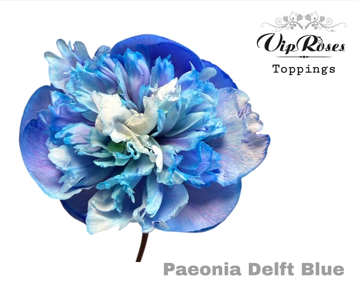 <h4>PAEONIA DELFT BLUE</h4>
