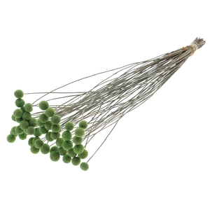 Craspedia Dried Frosted Mint
