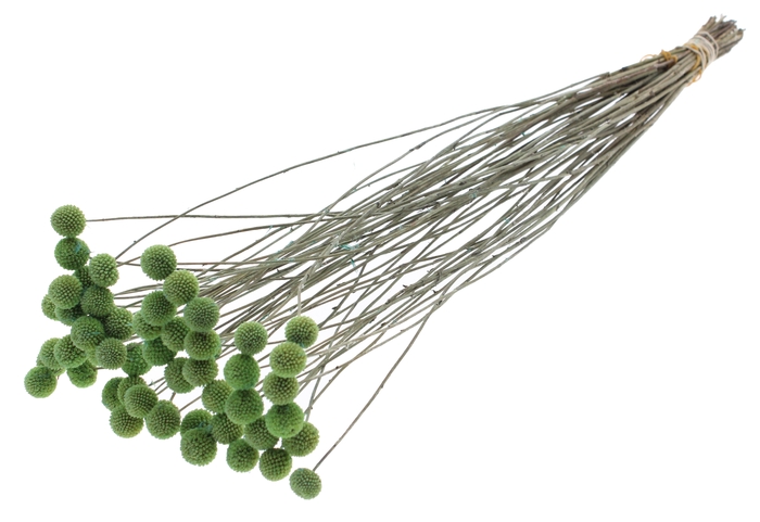 <h4>Craspedia Dried Frosted Mint</h4>