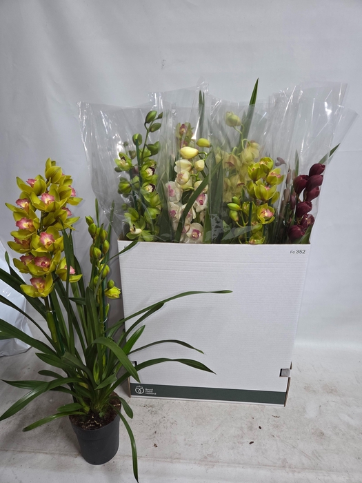 <h4>CYMB GEMENGD</h4>