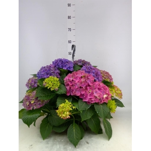 Hydrangea mac. 'Hi River'