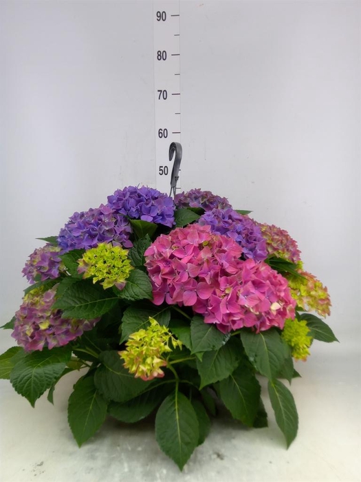 <h4>Hydrangea mac. 'Hi River'</h4>