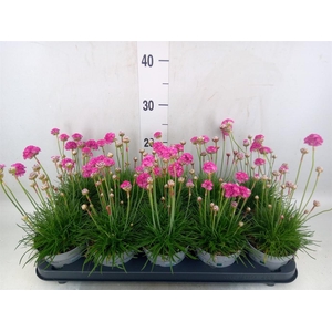 Armeria maritima