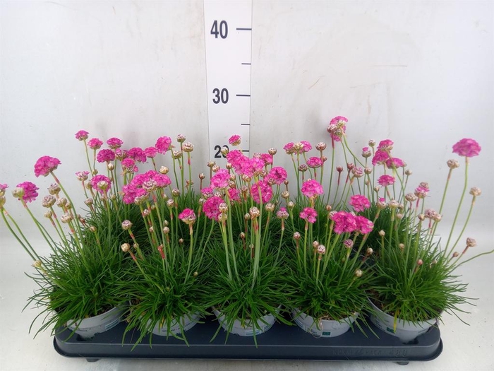 <h4>Armeria maritima</h4>