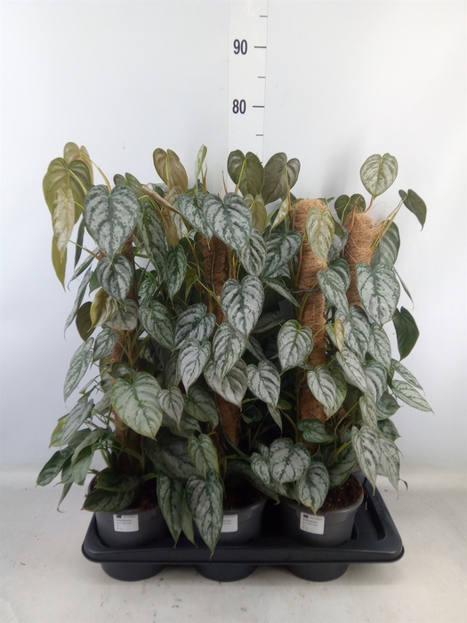 <h4>Philodendron brandtianum</h4>