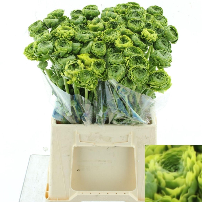 <h4>RANUNCULUS OV</h4>