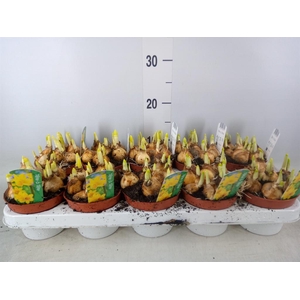 Narcissus  'Tete a tete'