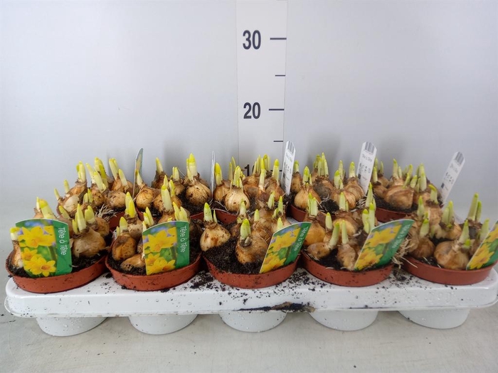 <h4>Narcissus 'Tete a tete'</h4>