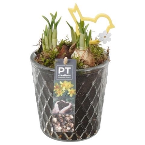 PTN8732 Arrangement Narcissus in glazen vaas
