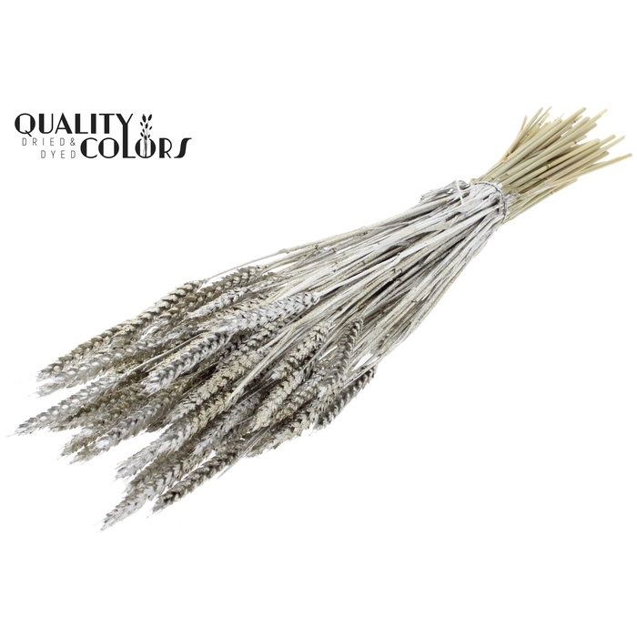 <h4>Triticum per bunch Platina + Glitter</h4>