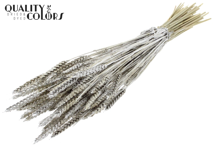<h4>Triticum per bunch Platina + Glitter</h4>