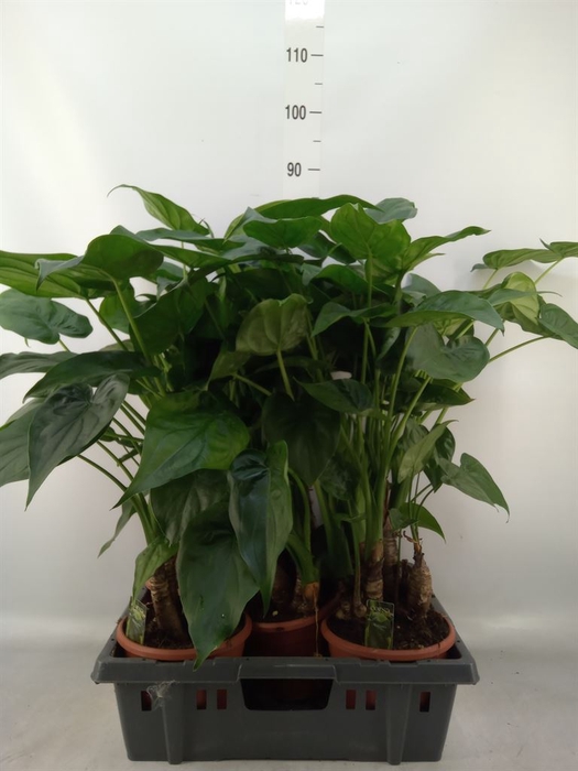 <h4>Alocasia cucullata</h4>