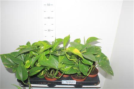 <h4>Epipr Aureum</h4>